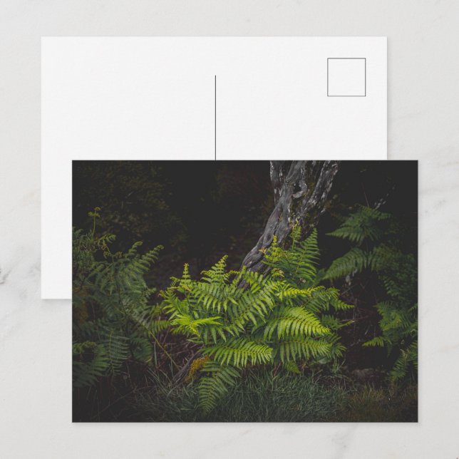 Postal Naturaleza temperamental con helechos forestales (Anverso / Reverso)