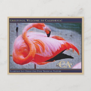 Postal Naturaleza tropical rosada del zoológico Flamingo