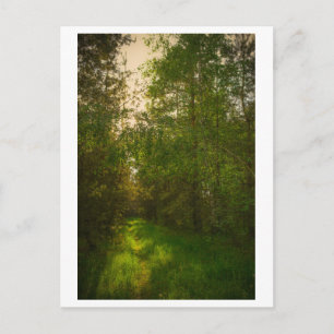Postal Naturaleza Verde Árboles Bosque Paisaje Bielorrusi