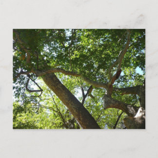 Postal Naturaleza verde del árbol de Sycamore
