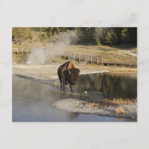 Postal Naturaleza Wildlife Photo American Bison Yellowsto