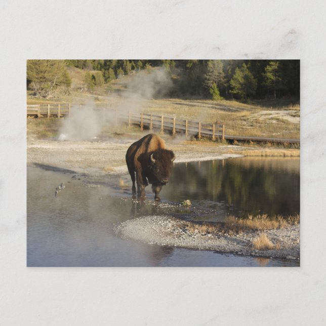 Postal Naturaleza Wildlife Photo American Bison Yellowsto (Anverso)