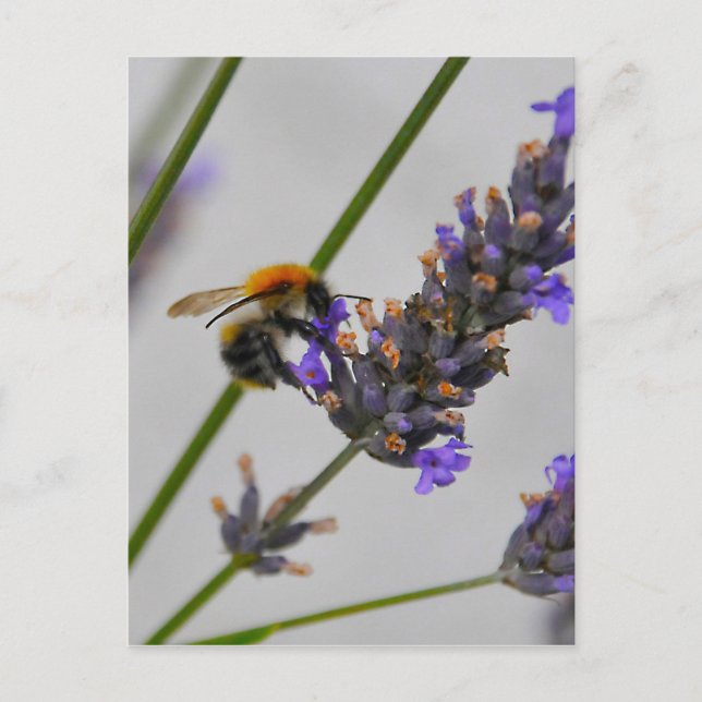 Postal Naturas trabajadores maravillosos (Anverso)