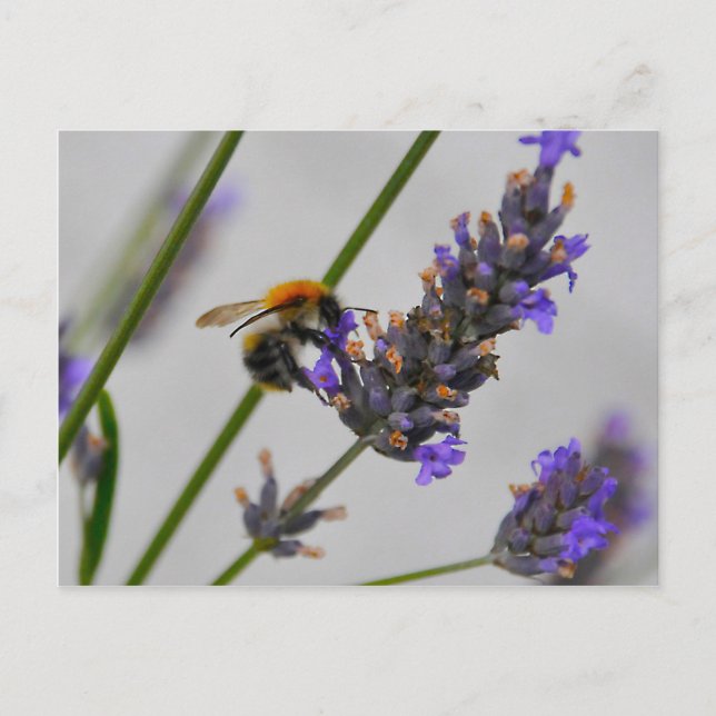 Postal Naturas trabajadores maravillosos (Anverso)