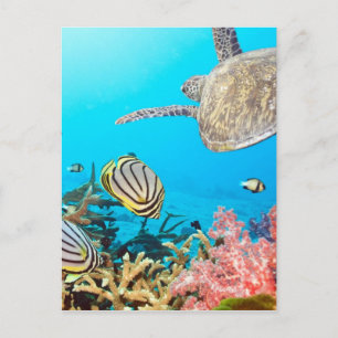 Postal Naturescape de la tortuga de arrecife de coral
