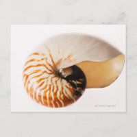 Nautilus seashell (Nautilus stenomphalus)