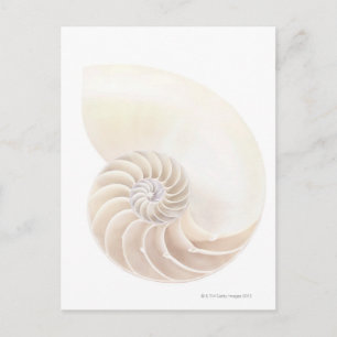 Postal Nautilus shell, close-up
