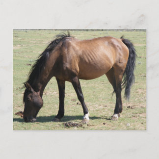 Postal Navajo Mustang