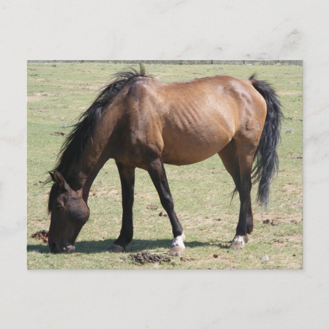 Postal Navajo Mustang (Anverso)