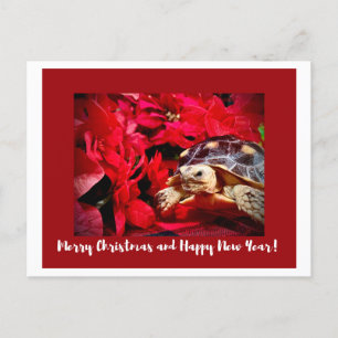 Postal Navidades Bebé Sulcata Tortuga y poinsettias rojas