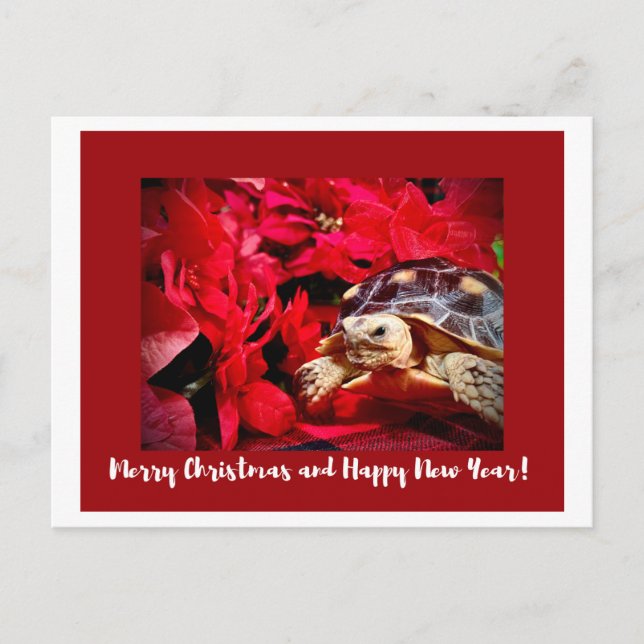 Postal Navidades Bebé Sulcata Tortuga y poinsettias rojas (Anverso)