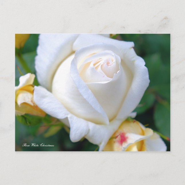 Postal Navidades blancos de Rosa [postal] (Anverso)