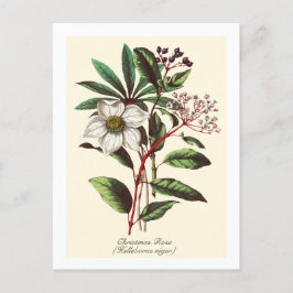 Postal Navidades botánicos de época Rosa Flor Bouquet