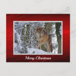 Postal Navidades de foto de Wildlife Wolf Snow