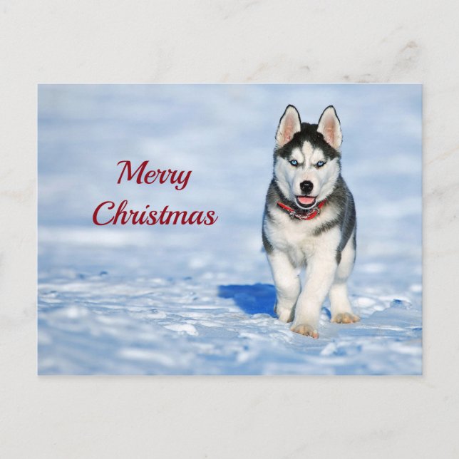 Postal Navidades de fotografía de Husky Puppy Snow (Anverso)