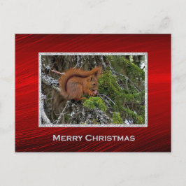 Postal Navidades de fotografía de la aguja roja