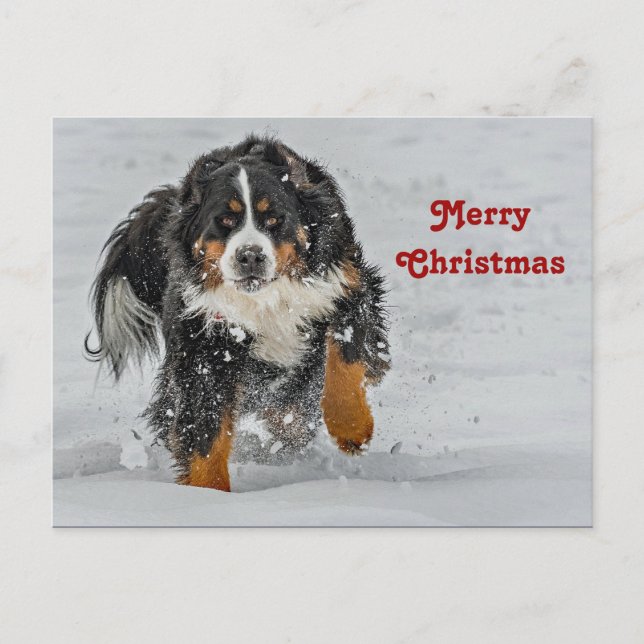 Postal Navidades de fotografía de la niebla de perro de m (Anverso)