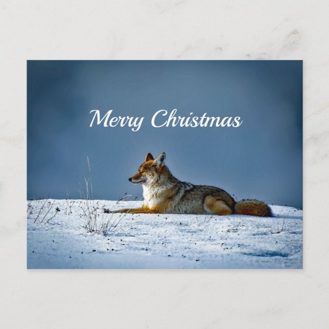 Postal Navidades de fotografía de Nieve de Coyote (Anverso)