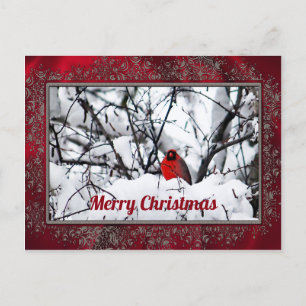 Postal Navidades de fotografía del cardenal Redbird Snow