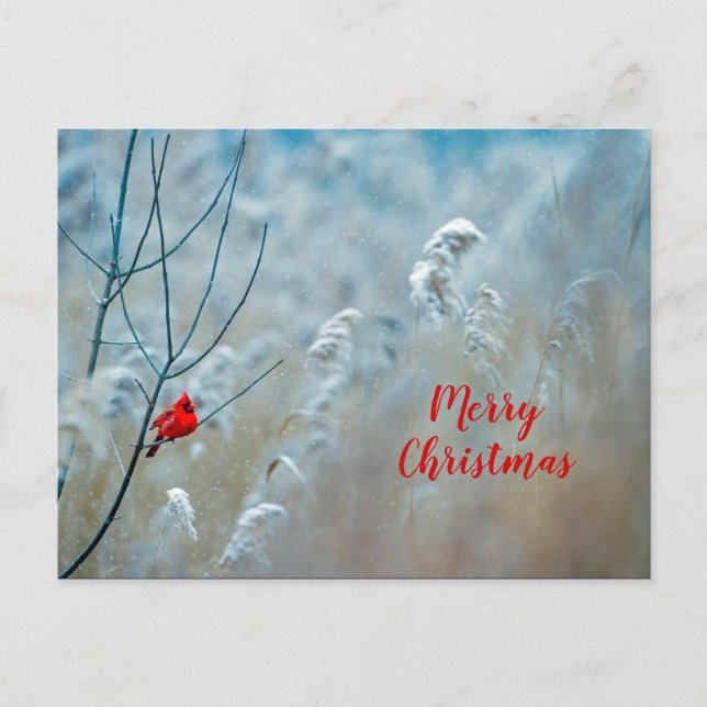 Postal Navidades de fotografía del Cardenal Rojo de Invie (Anverso)