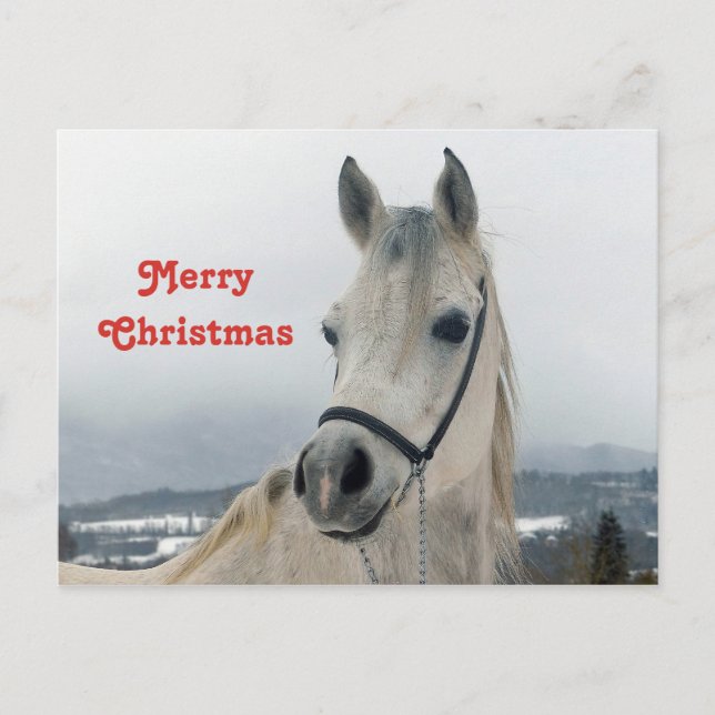 Postal Navidades de fotos de caballos blancos de bonito (Anverso)