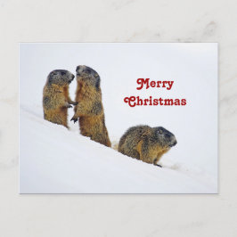 Postal Navidades de fotos de la nieve de los Marmots de V