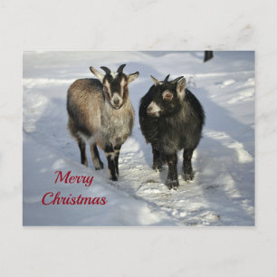 Postal Navidades de fotos de nieve de cabras ricas