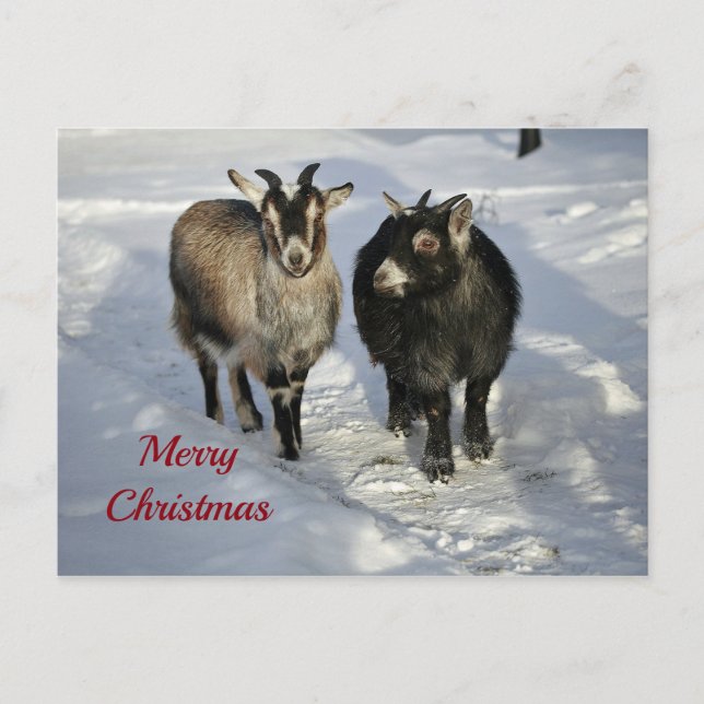 Postal Navidades de fotos de nieve de cabras ricas (Anverso)