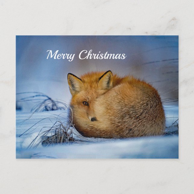 Postal Navidades de Fox Sleeping Snow Snow Snow Photo (Anverso)