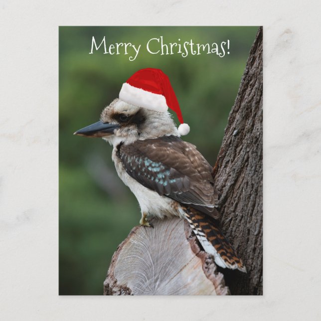 Postal Navidades de Kookaburra Bird Red Santa Hat (Anverso)