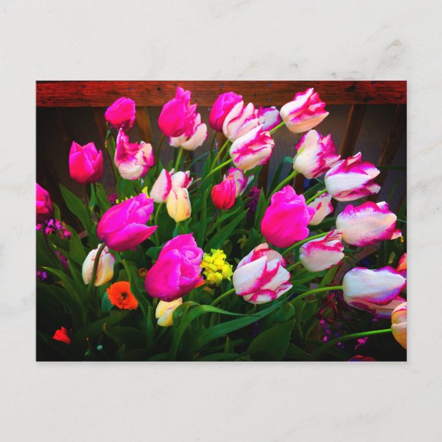 Postal Navidades de Tulips Sueñan y Affaire #1 Postcard (Anverso)
