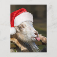 Navidades Goat