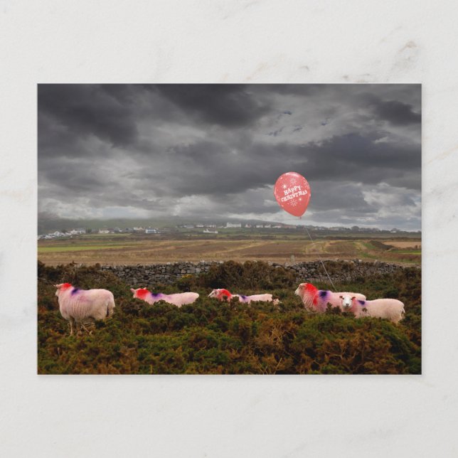 Postal Navidades ovinos (Anverso)