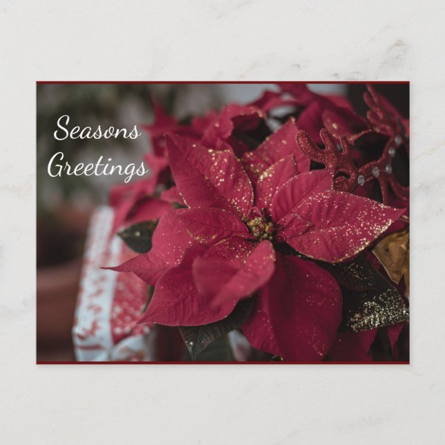 Postal Navidades Poinsettia Seasons Greetings (Anverso)