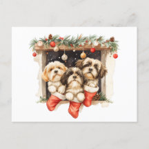 Navidades Shih Tzu Dogs