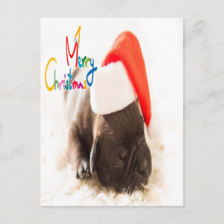 Postal Navidades Vacacionales Perros Cachorros