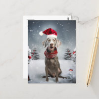Navidades Weimaraner Dog