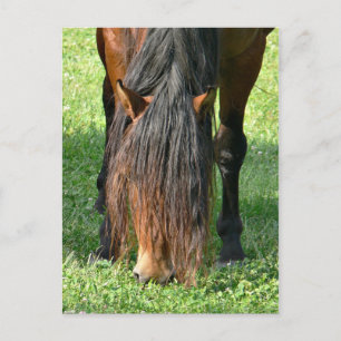 Postal necesidad de un corte de pelo