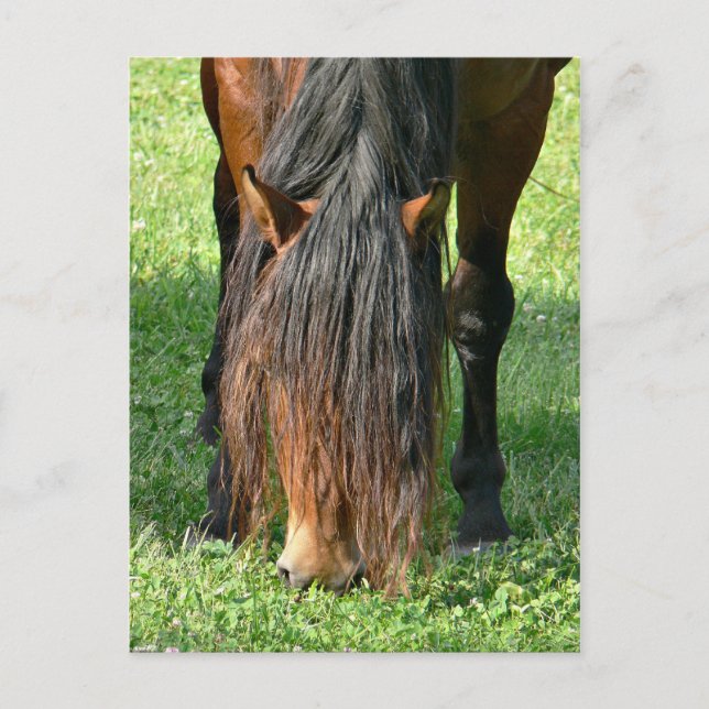 Postal necesidad de un corte de pelo (Anverso)