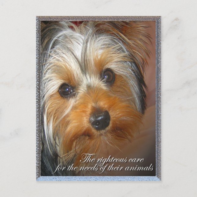 Postal Necesidades de tu animal Yorkie (Anverso)