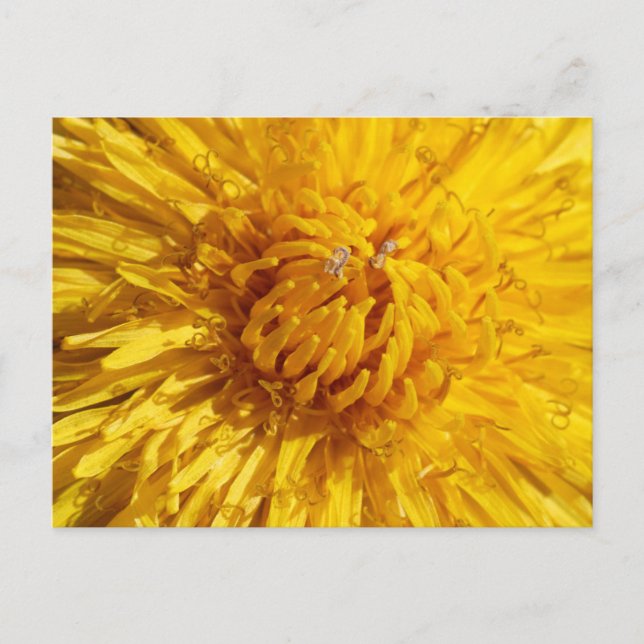 Postal Necesitas un poco de amarillo en tu vida (Anverso)