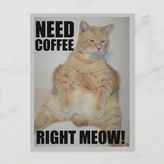 Postal ¡NECESITO CAFÉ BIEN! Manx Cat Sitting Funny (Anverso)
