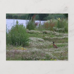 Postal Nedereindse Plas