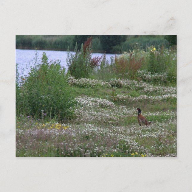 Postal Nedereindse Plas (Anverso)