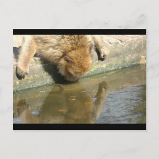 Postal Negocio de los monos