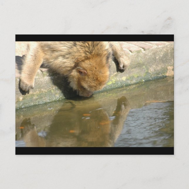 Postal Negocio de los monos (Anverso)