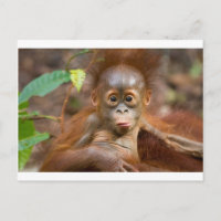 Negocio de los monos 3