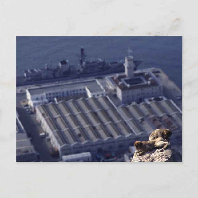 Postal Negocios De Monos En Gibraltar (Anverso)