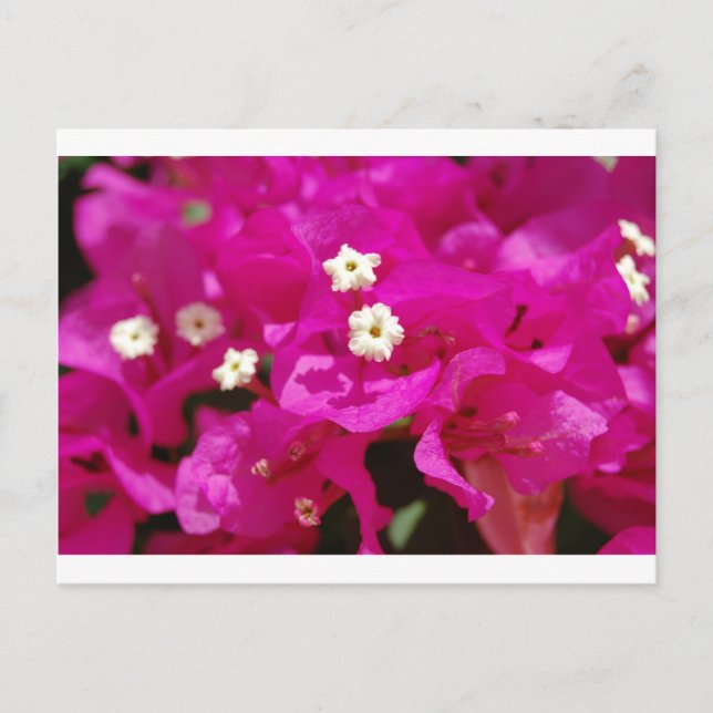 Postal Negril, Jamaica (Anverso)