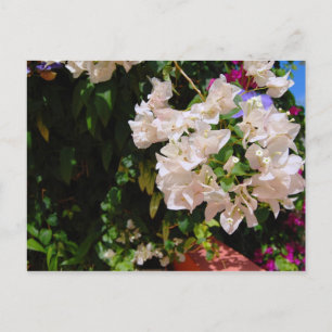 Postal Negril, Jamaica